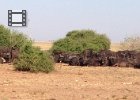 A small portion of the Buffalo - there was probably 3 or 4 times this many!